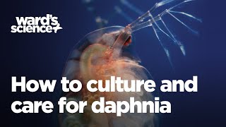 Caring and Culturing for Daphnia [upl. by Kaine]