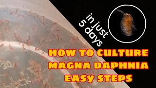 How to Culture Magna Daphnia Easily [upl. by Adnawed]