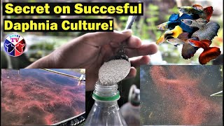 How to Culture Daphnia Successfully [upl. by Siraf]