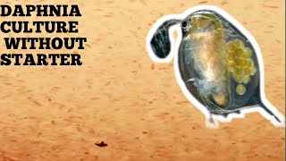 HOW TO CULTURE DAPHNIA NATURALLY WITHOUT A STARTER [upl. by Giulietta]