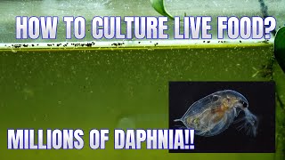 How to Culture Daphnia Secret Method to Breed MILLIONS  Simply Aquatic [upl. by Nettie]