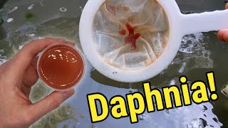 How I Culture Daphnia In Outdoor Tubs [upl. by Anaela]