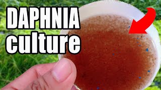 How to culture Daphnia  Easy way and complete guide [upl. by Struve767]