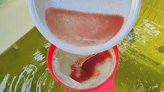 How to culture daphnia  Daphnia culture  How to grow daphnia outdoor [upl. by Celie]