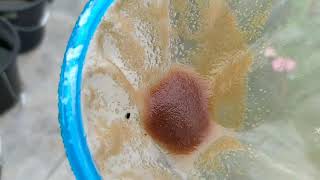 How to culture daphnia moina in a small container Part 1 English Subtitle [upl. by Anitak]