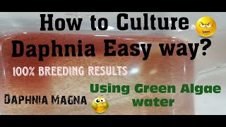 Daphnia MagnaHow to Culture Daphnia Easy wayCulturing Daphnia using Green water Daphnia [upl. by Bluefarb]