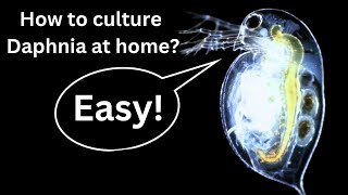 BEST Live Fish Food Beginner guide How to Culture Daphnia at home [upl. by Ennovyahs290]