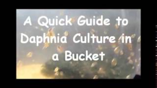 How to culture daphnia outside [upl. by El]