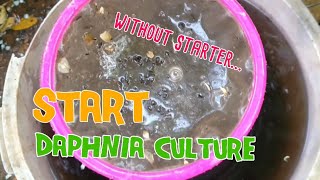 How to culture daphnia moina the easy way 1  Starting the Daphnia culture [upl. by Giarg34]