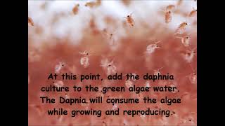 Daphnia  How to grow daphnia in your home [upl. by Yssirc]