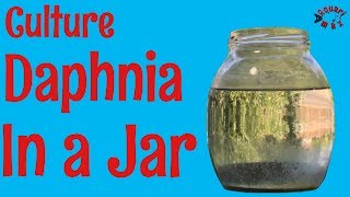 How to Culture Daphnia in a Jar [upl. by Marmawke]