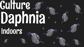 How to Culture Daphnia [upl. by Ayhdiv]