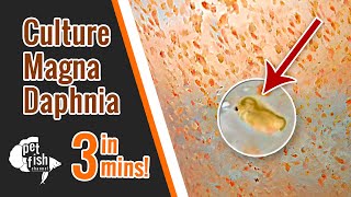 How to culture DAPHNIA MAGNA  The easy way [upl. by Zielsdorf]