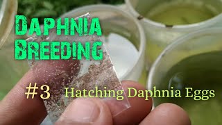 Daphnia Culture made simple and easy 3  Hatching Daphnia eggs [upl. by Ut520]