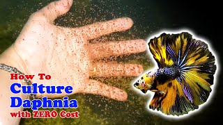 How to Culture Daphnia with ZERO Cost  Unlimited Live Food For Our Fish [upl. by Devaj332]