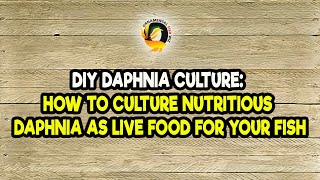 DIY Daphnia Culture How to Culture Nutritious Daphnia as Live Food for Your Fish [upl. by God]