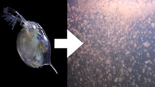 How I Culture Daphnia [upl. by Arjan]