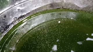 DAPHNIA MOINA CULTURE IN A SMALL BUCKET [upl. by Anyd]