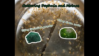 How To Culture Daphnia and Moinas using Green Water Spirulina powder [upl. by Donahue931]