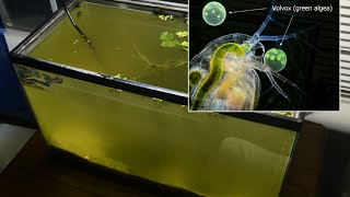 Raising Daphnia for the Freshwater Aquarium [upl. by Donohue]