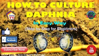 HOW TO CULTURE DAPHNIA In Easy Way [upl. by Keryt]